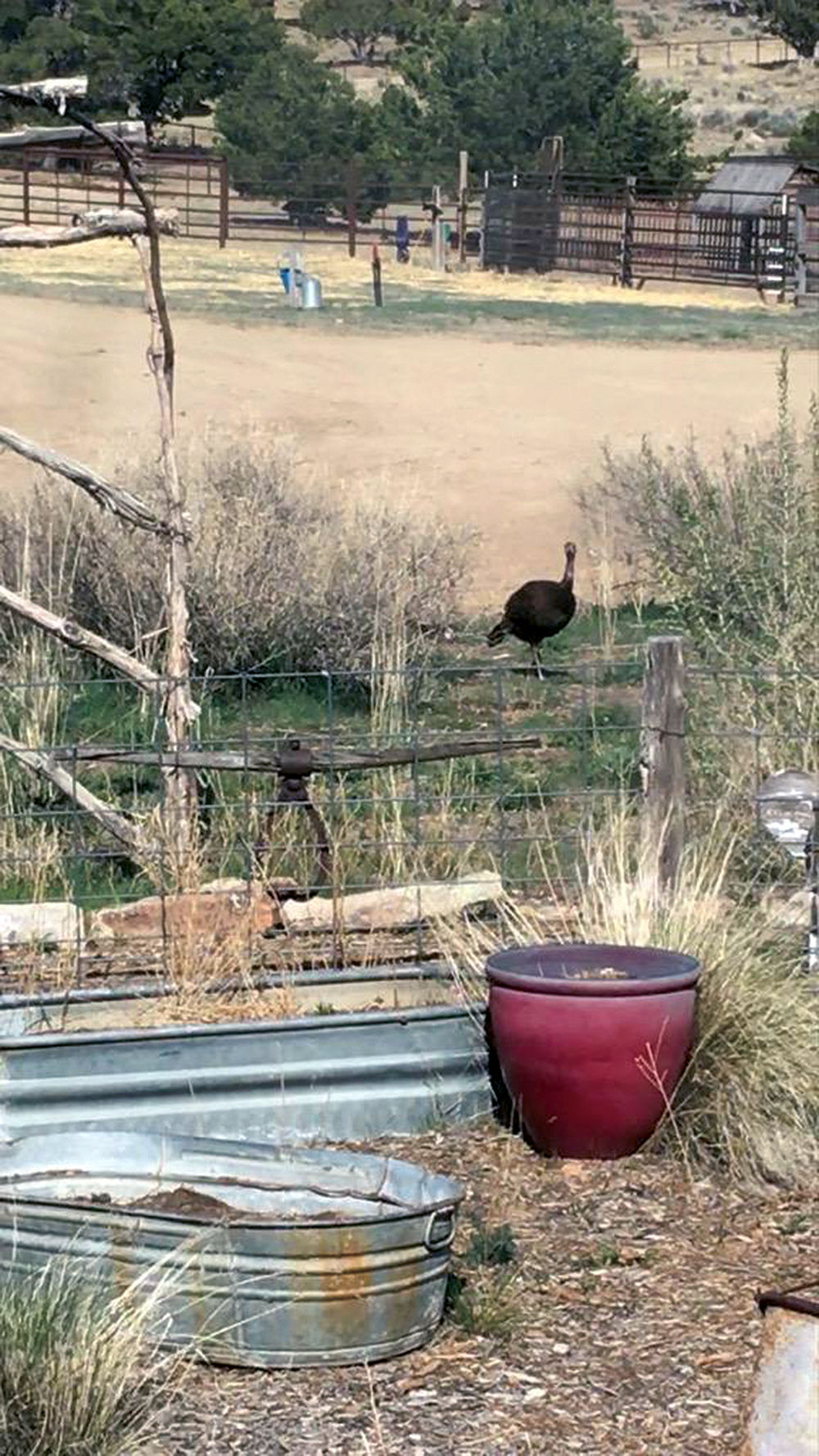 turkey on schreiber ranch 4-22-2020